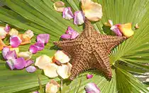 A starfish on a palm frond with flower petals