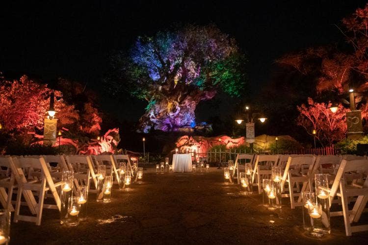 wedding ceremony, ceremony, ceremony decor, floating candles, aisle decor, aisle, aisle candles, custom lighting, custom up lighting, up lighting, disney's animal kingdom, animal kingdom, tree of life, tree of life ceremony