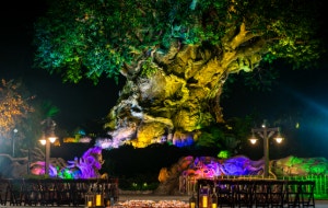 2 rows of benches adorned with candles and flowers leading to an illuminated tree