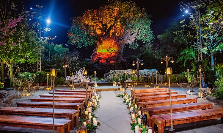 2 rows of benches adorned with candles and flowers leading to an illuminated tree