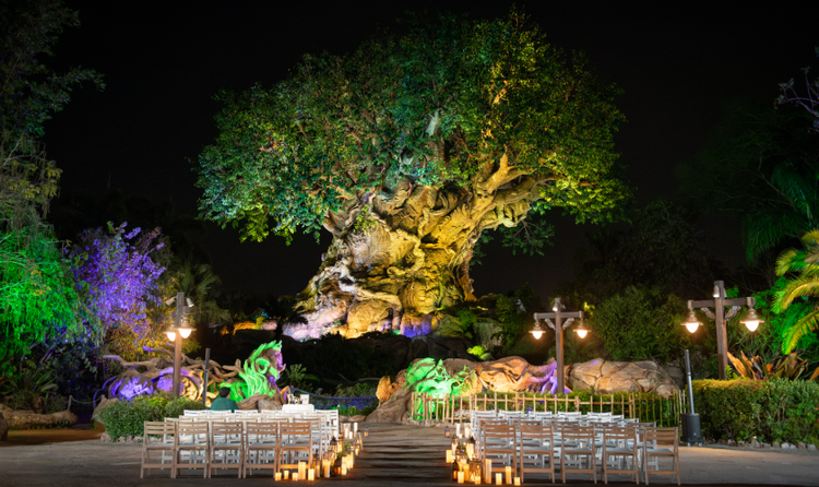 A wedding ceremony venue in front of the Tree of Life at Disney's Animal Kingdom Theme Park, featuring wooden chair seating, candles and illuminated foliage