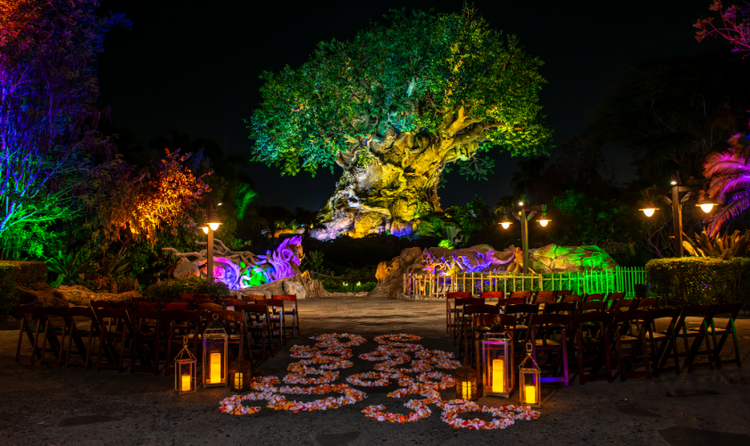 A wedding ceremony venue in front of the Tree of Life at Disney's Animal Kingdom Theme Park, featuring wooden chair seating, candles and illuminated foliage