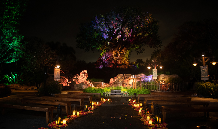 A wedding ceremony venue in front of an illuminated Tree of Life at Disney's Animal Kingdom Theme Park, featuring wooden bench seating, flower petals, candles and lanterns