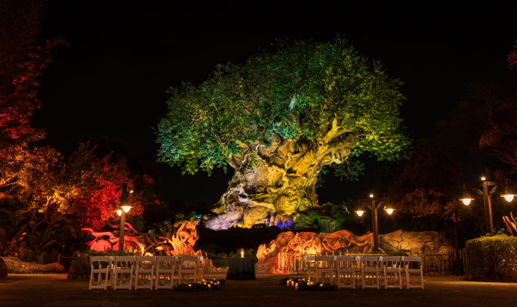 A candleholder at the edge of a row of benches with an illuminated tree in the background