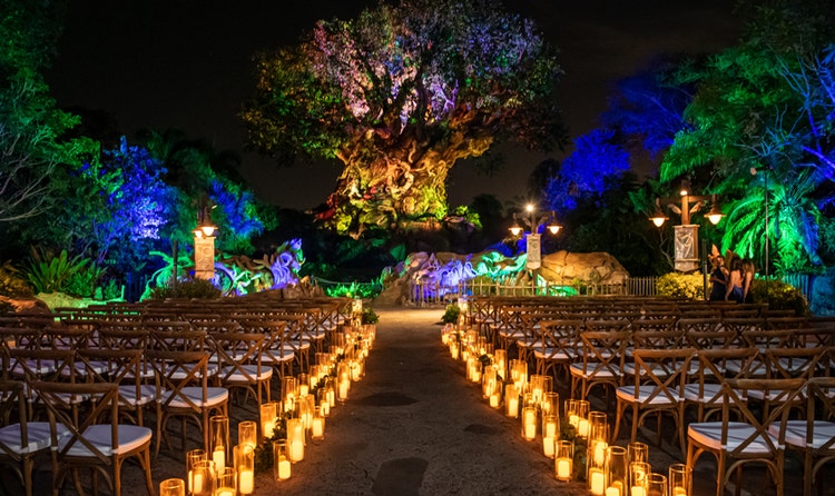 A wedding ceremony venue in front of the Tree of Life at Disney's Animal Kingdom Theme Park, featuring wooden chair seating, candles and illuminated foliage