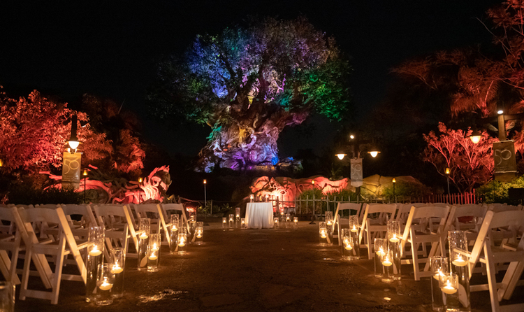 A wedding ceremony venue in front of the Tree of Life at Disney's Animal Kingdom Theme Park, featuring chair seating, floating candles, a ceremonial table and illuminated foliage