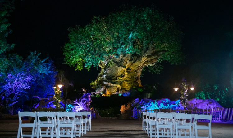 A wedding ceremony venue in front of the Tree of Life at Disney's Animal Kingdom Theme Park, featuring wooden chair seating, candles and illuminated foliage