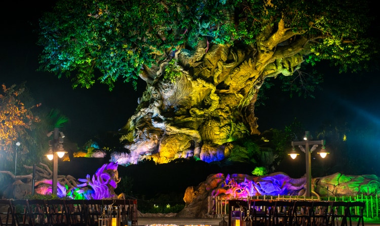 A wedding ceremony venue in front of the Tree of Life at Disney's Animal Kingdom Theme Park, featuring wooden chair seating, candles and illuminated foliage