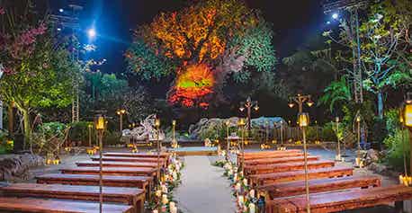 An outdoor wedding ceremony space in front of the Tree of Life at Disney's Animal Kingdom theme park