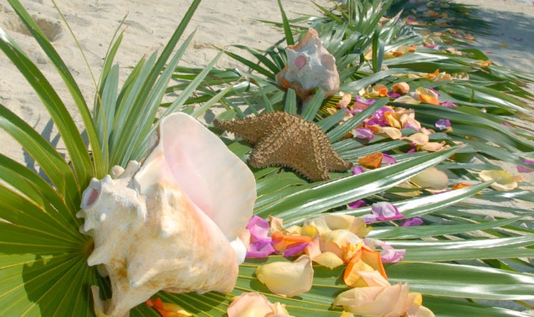 A starfish, seashells and flower petals on large leaves