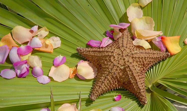 A starfish on a large leaf